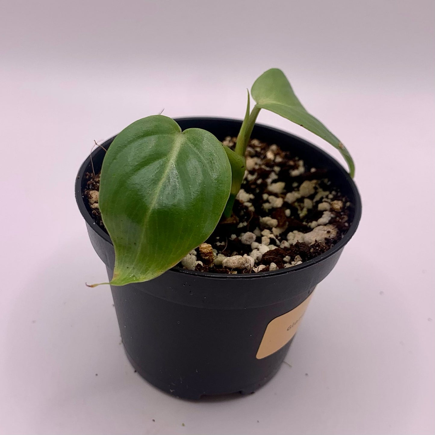 Philodendron Gloriosum