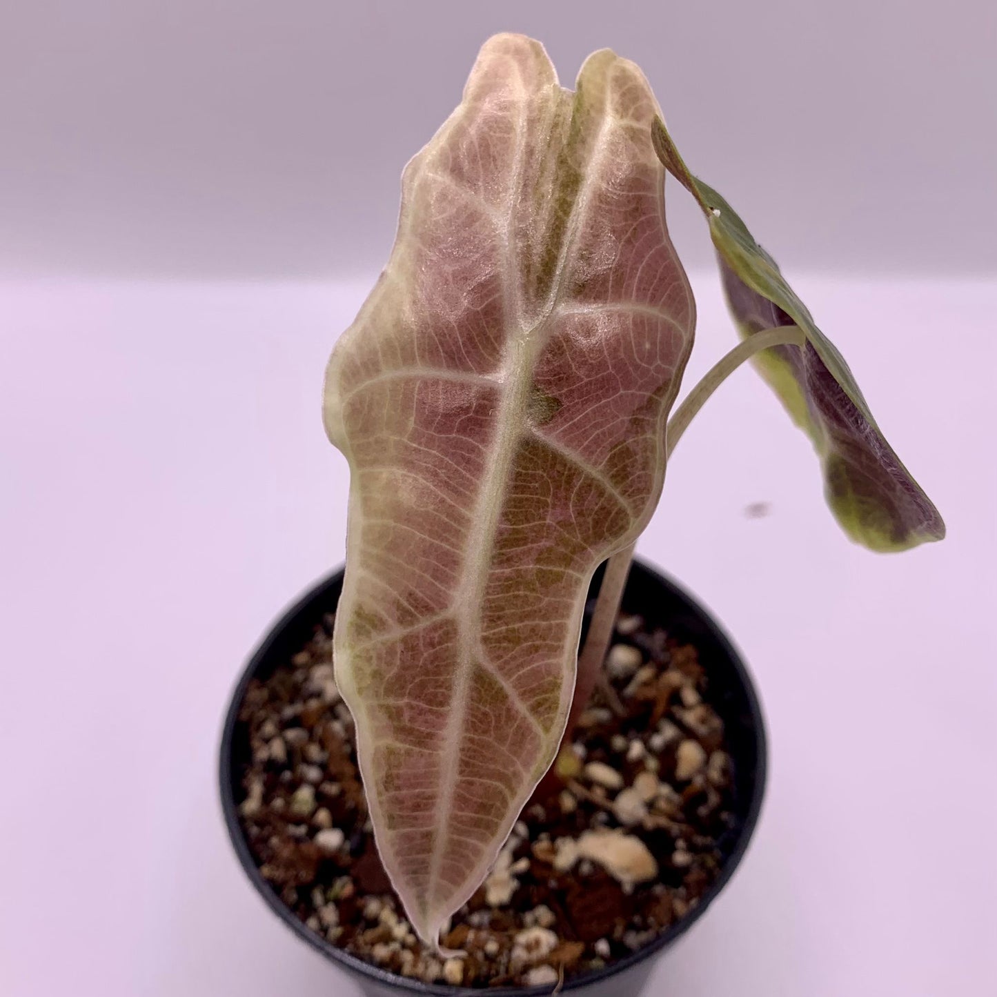 Alocasia Amazônica Tricolor - Pink/Aurea