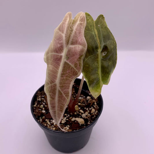 Alocasia Amazônica Tricolor - Pink/Aurea