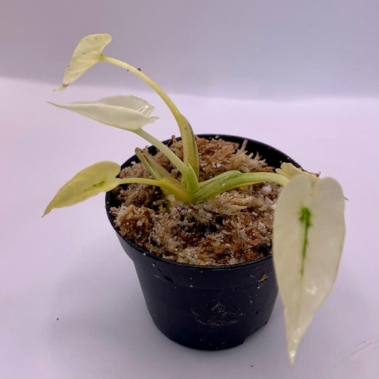 Alocasia Gageana White Monster