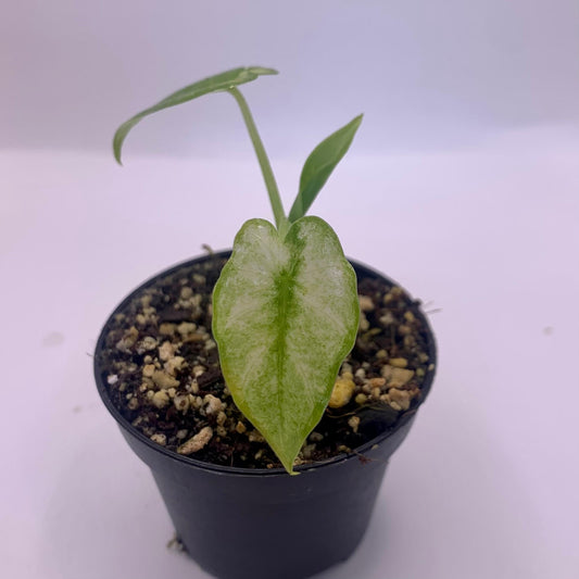 Alocasia Okinawa Mint Variegata