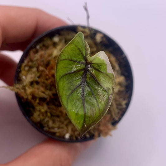 Alocasia Serendipity Variegata