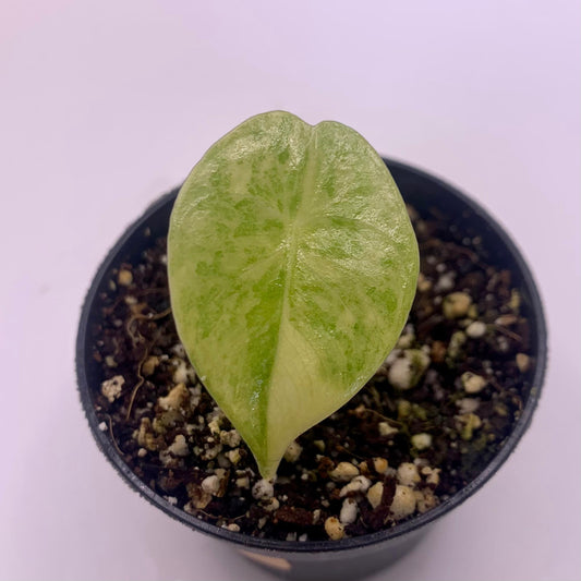 Alocasia Pink Dragon Variegata