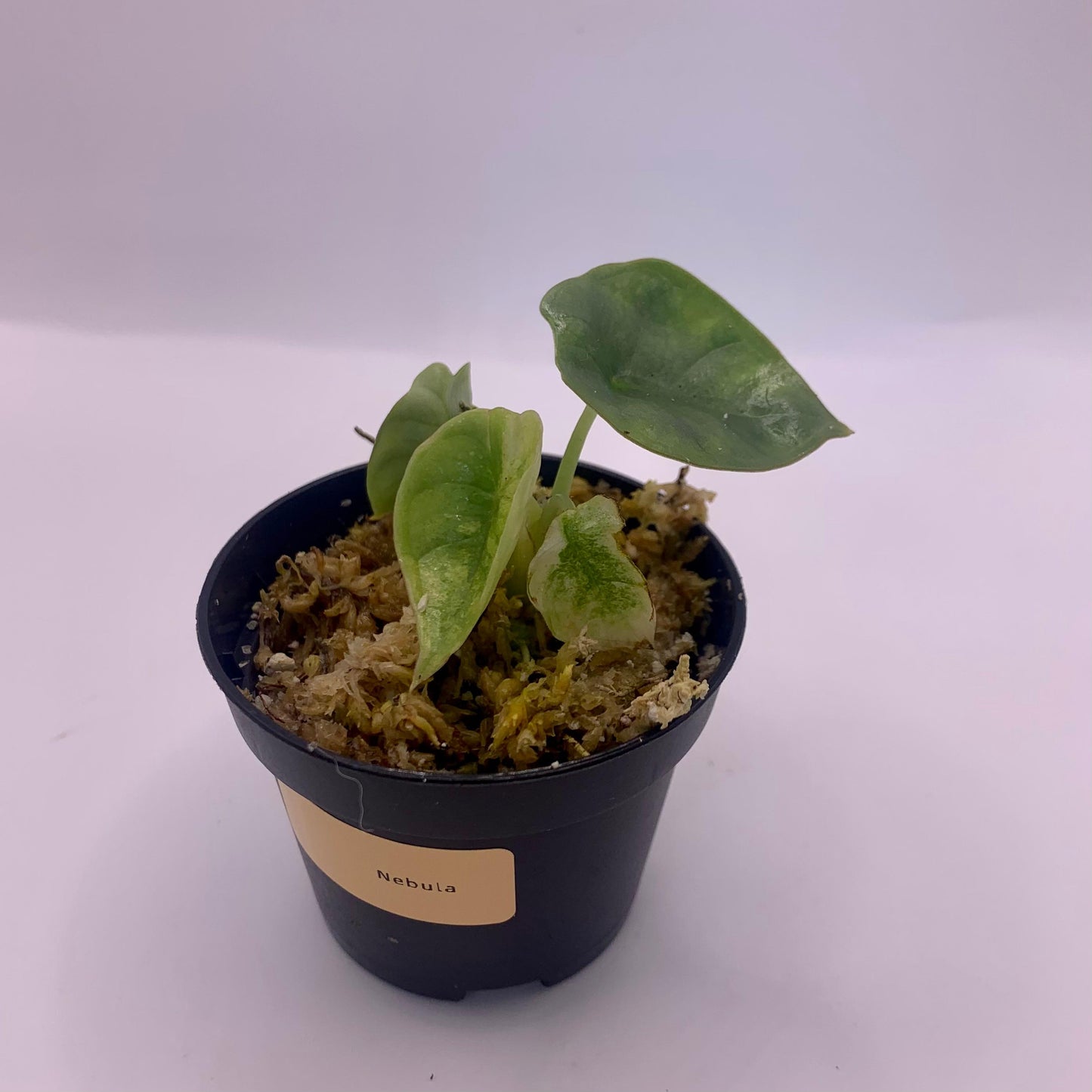 Alocasia Nebula Variegata