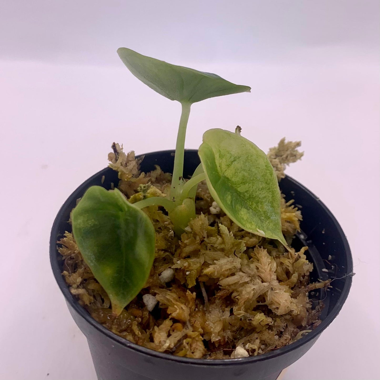 Alocasia Nebula Variegata