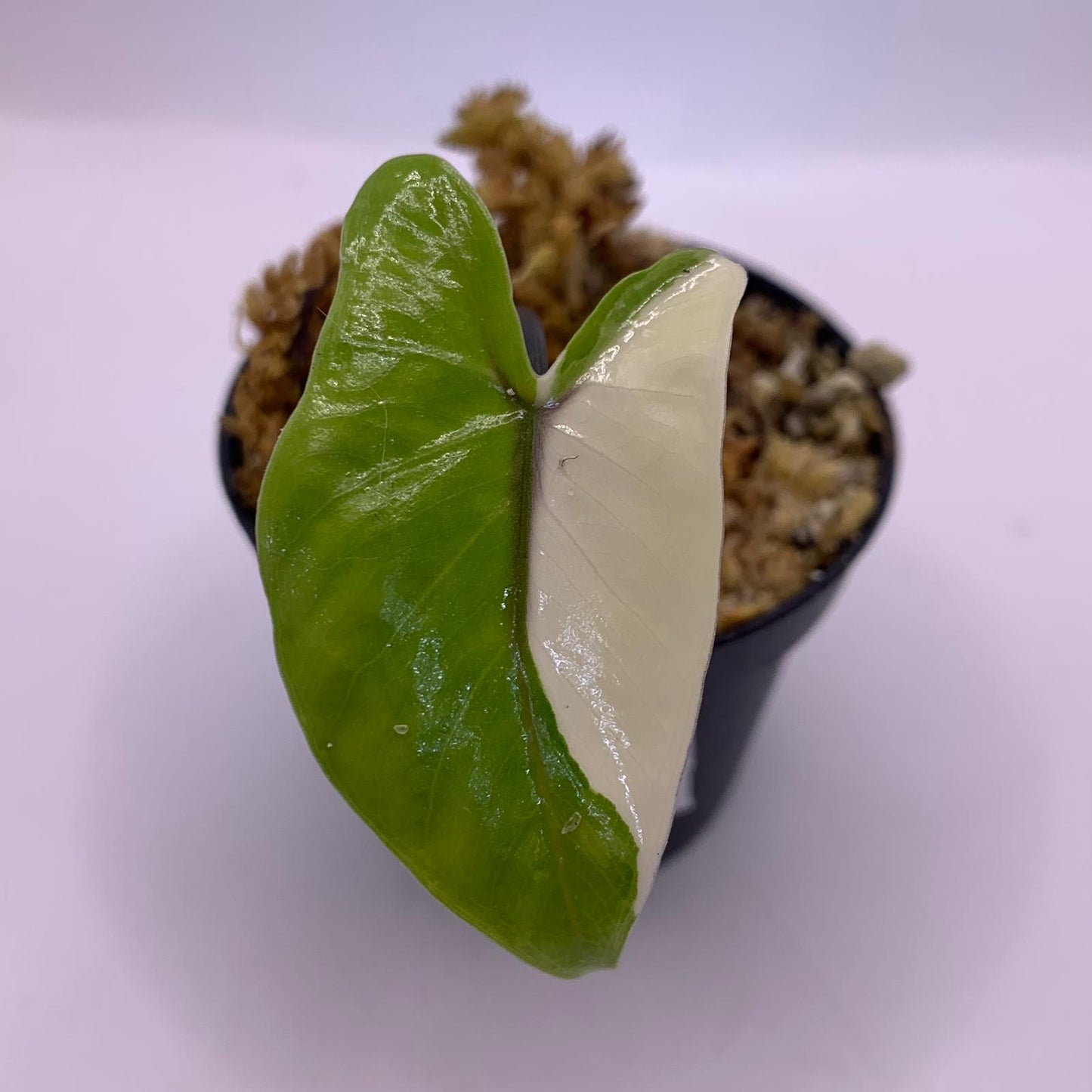 Alocasia Black Stem Variegata