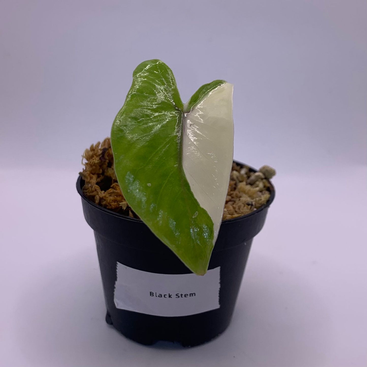 Alocasia Black Stem Variegata