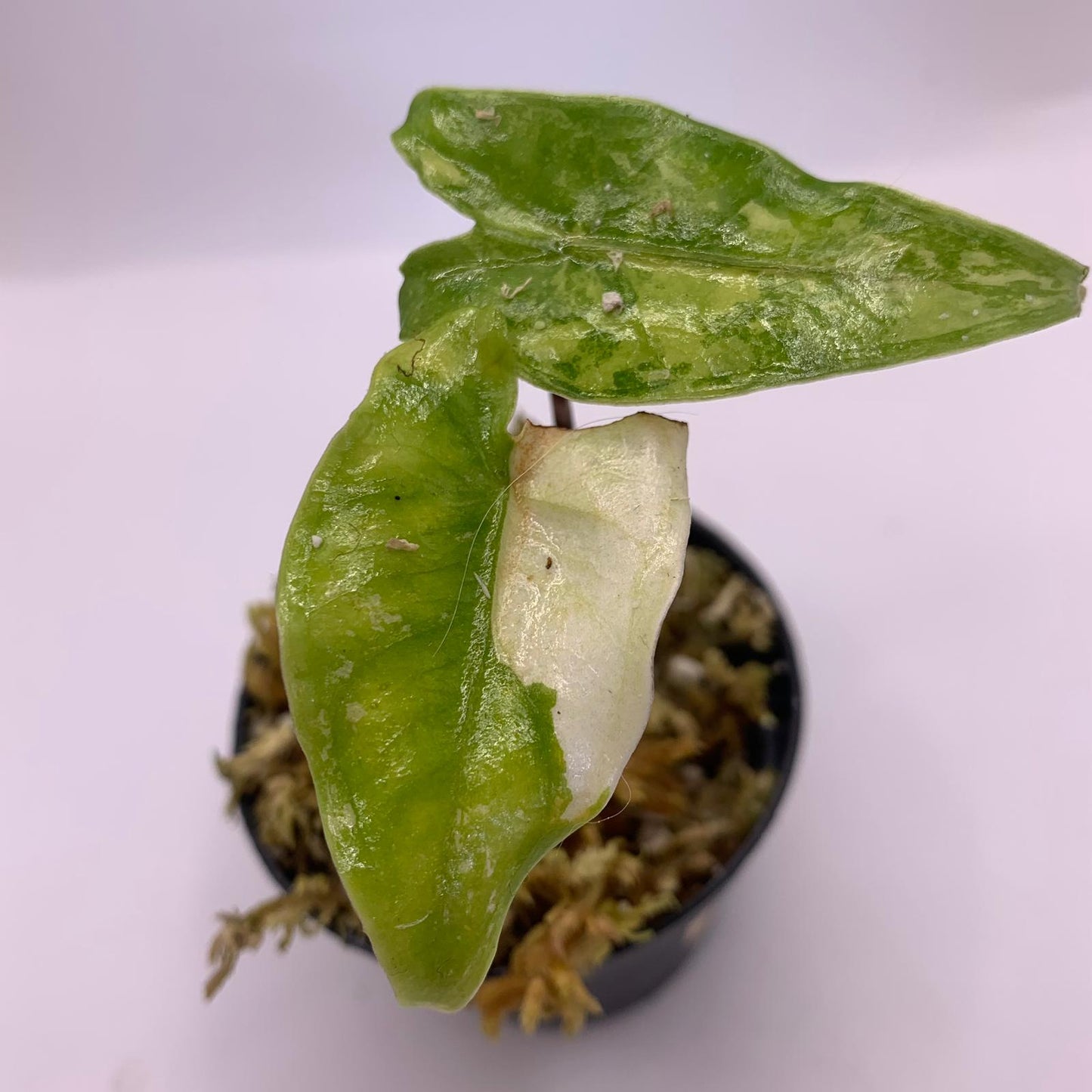 Alocasia Tigrina Superba Albo Variegata