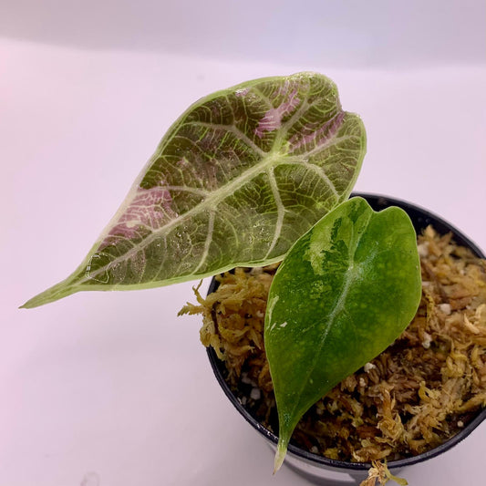 Alocasia Watsoniana - Albo/Pink Variegata