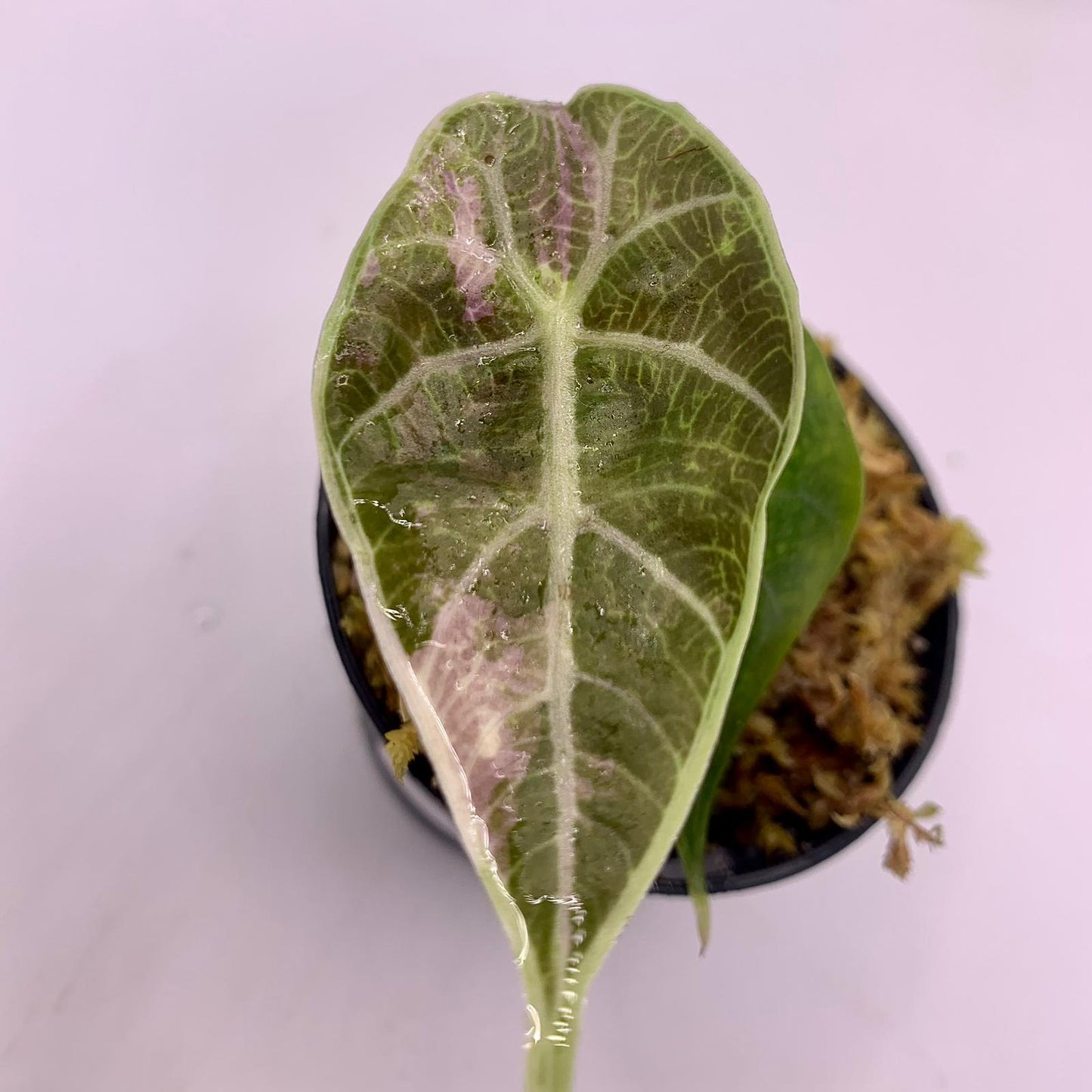 Alocasia Watsoniana - Albo/Pink Variegata