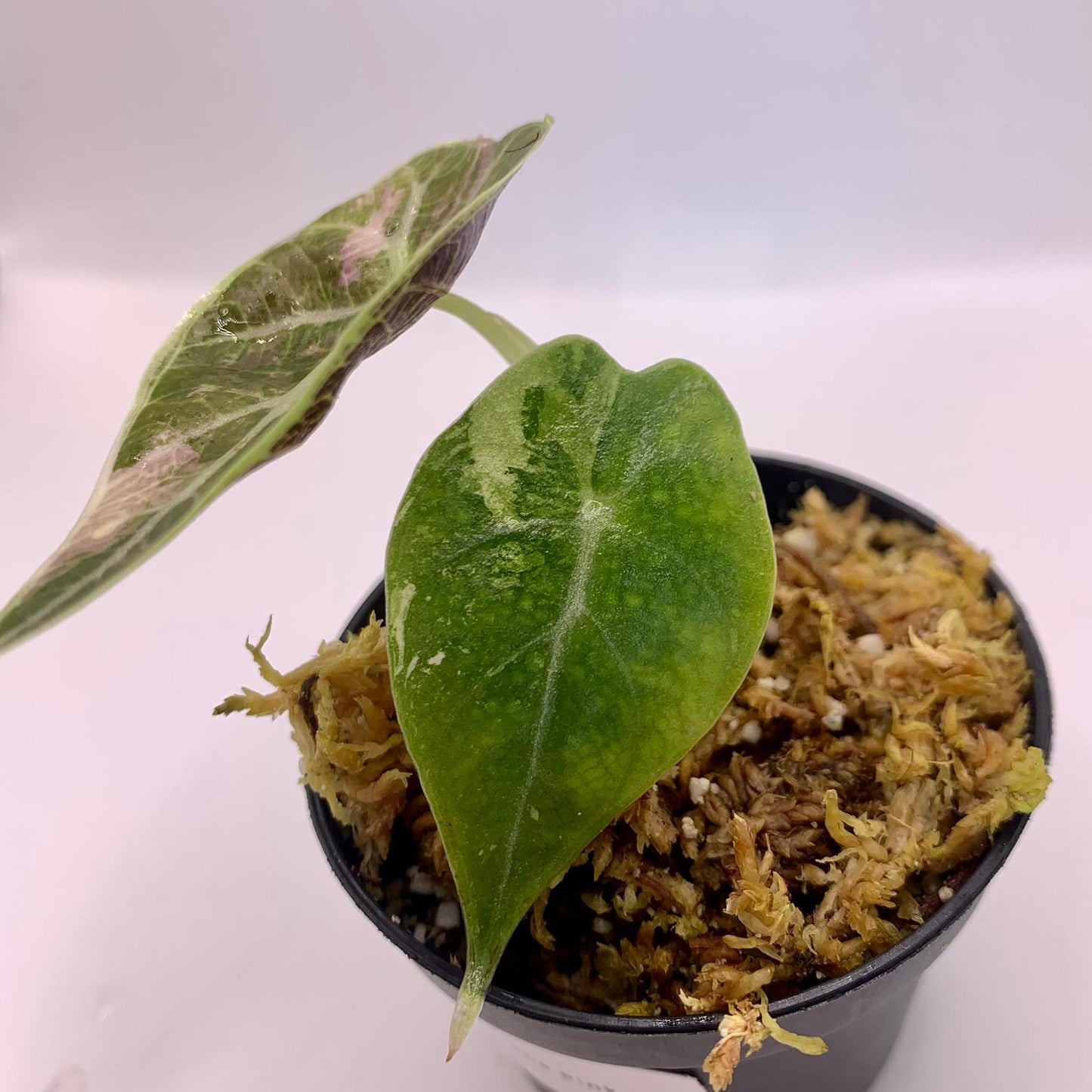 Alocasia Watsoniana - Albo/Pink Variegata