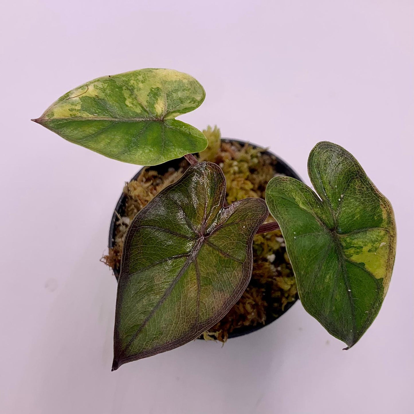 Alocasia Yucatán Princess Aurea Variegata