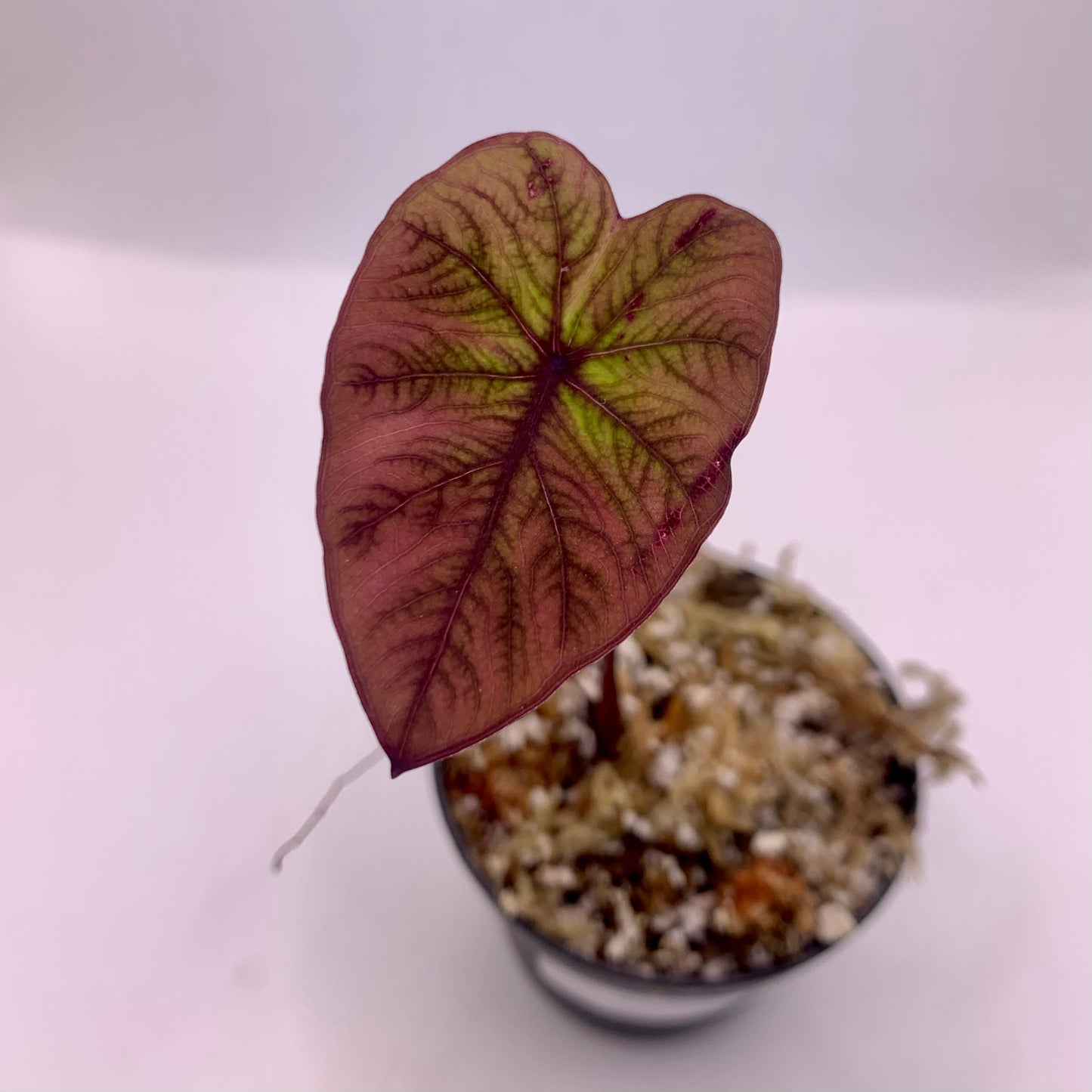 Colocasia Redemption