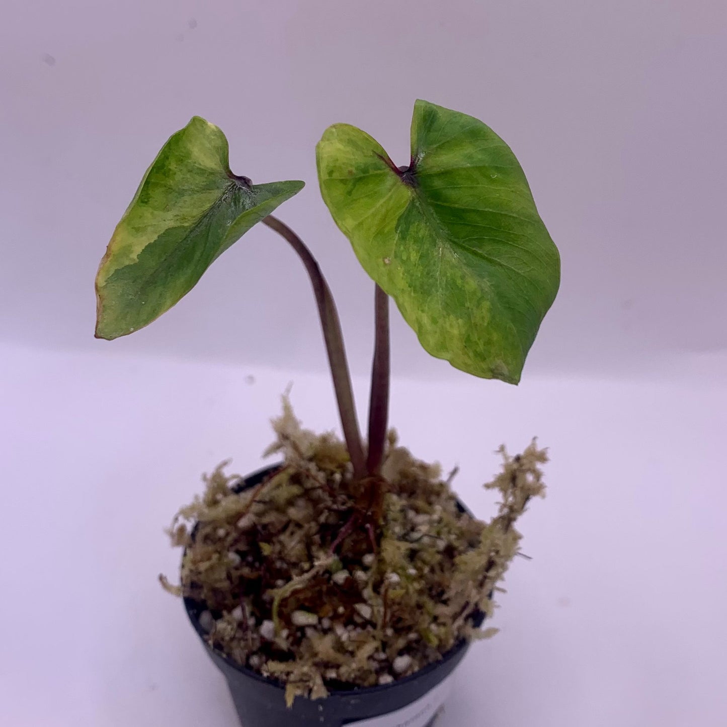 Colocasia Pharaoh's Mask Variegata