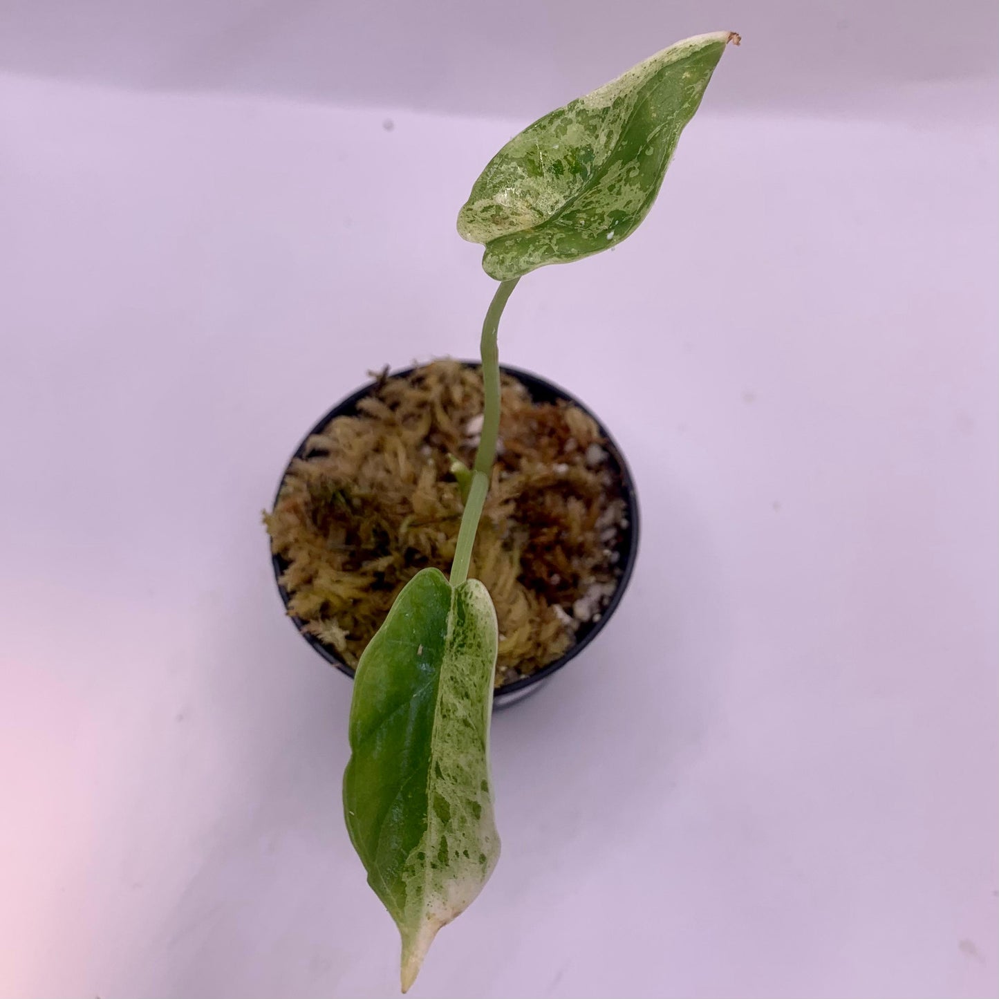 Alocasia Dragon Scale Mint Variegata