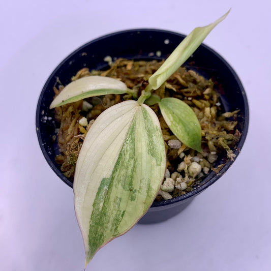 Philodendron Mamei Variegata