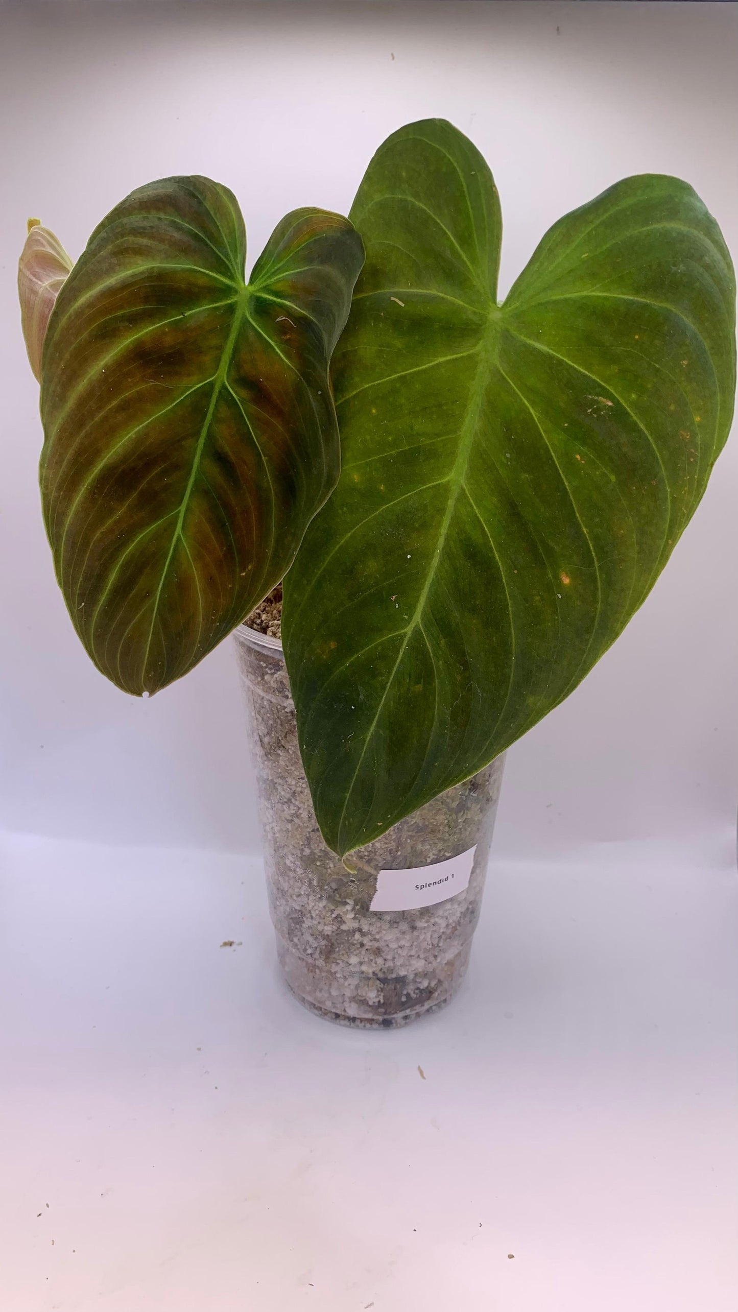 Philodendron Splendid