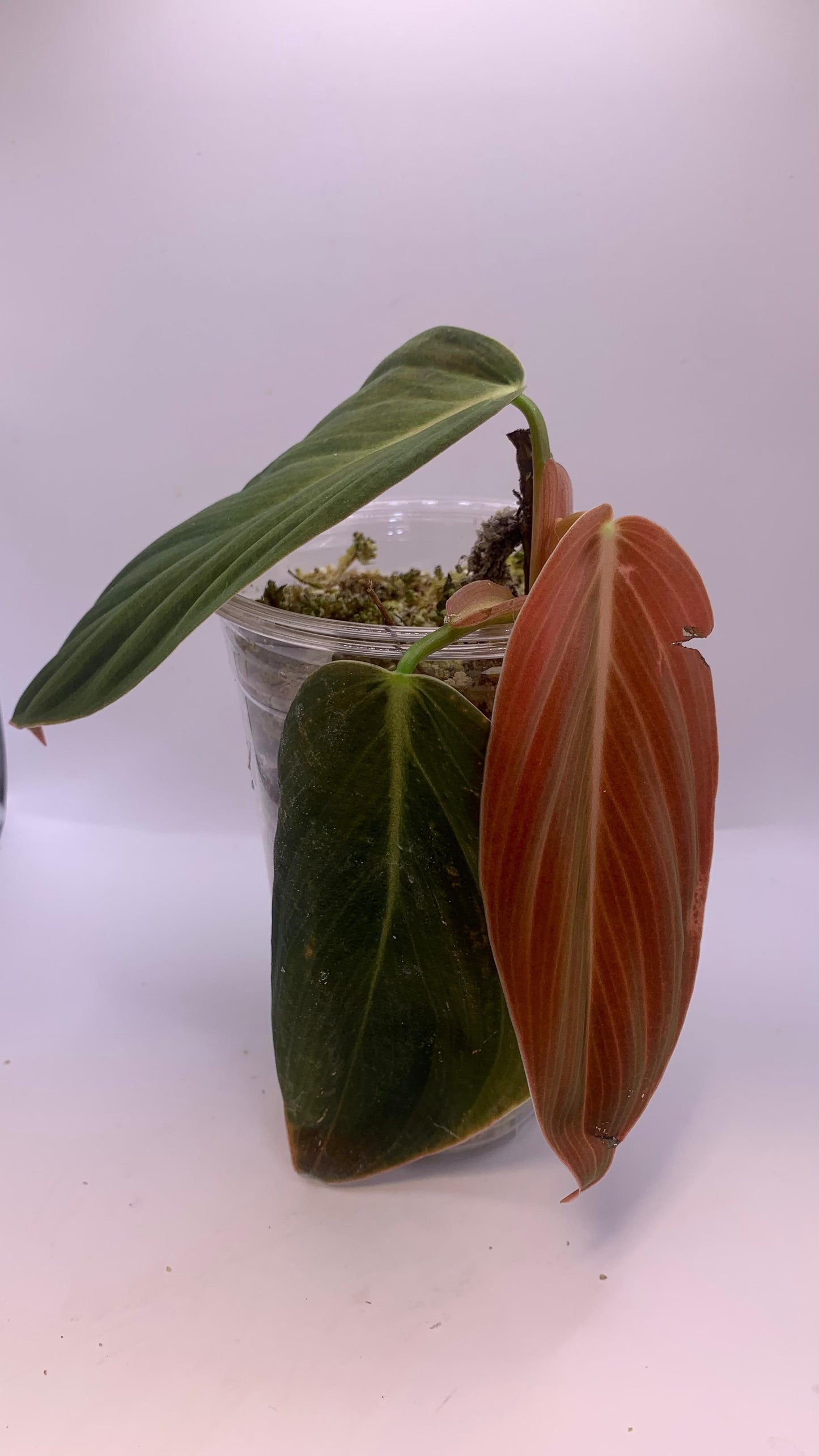 Philodendron Gigas