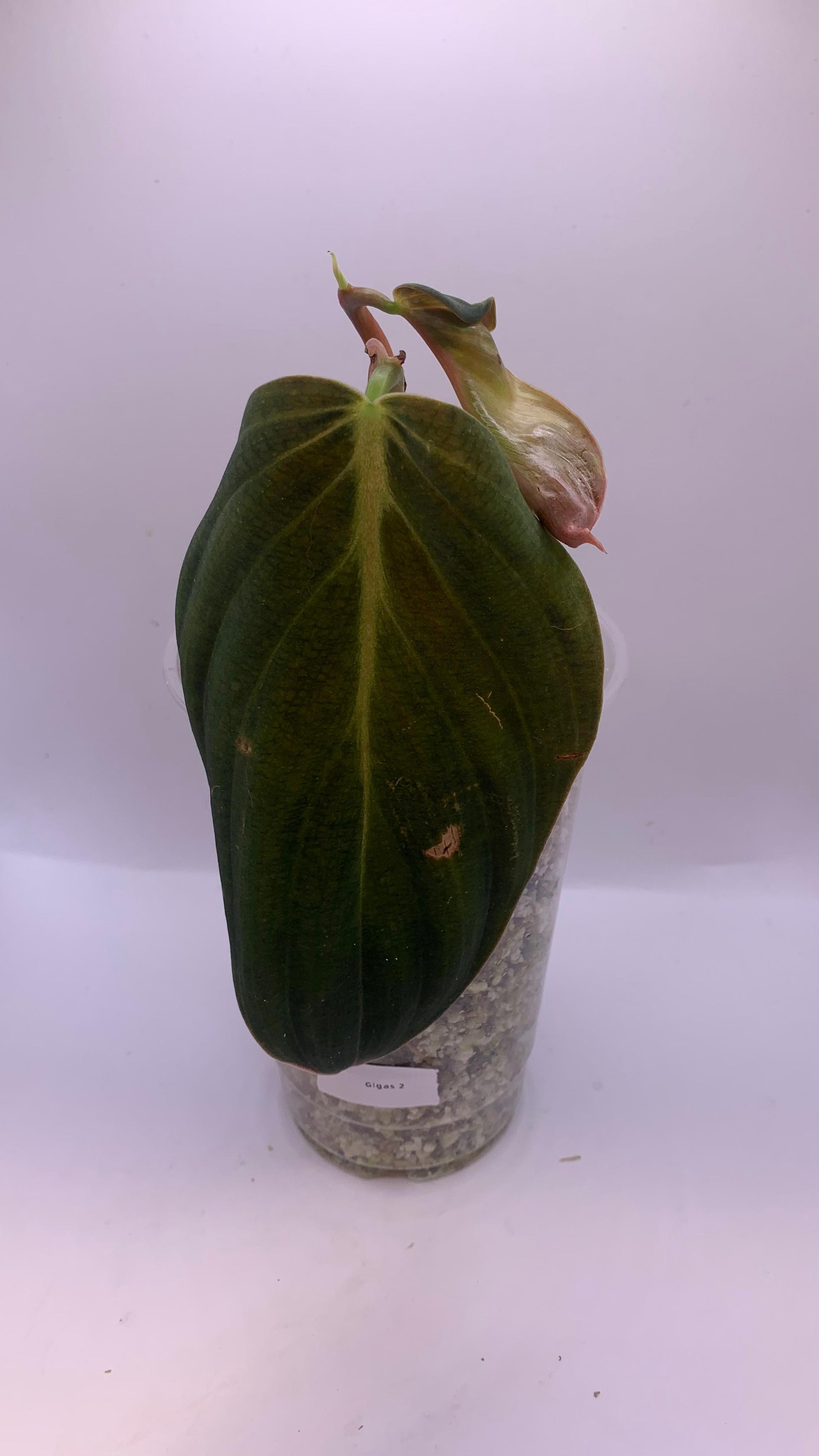 philodendron gigas europe Philodendron Gigas – Luna's Plants