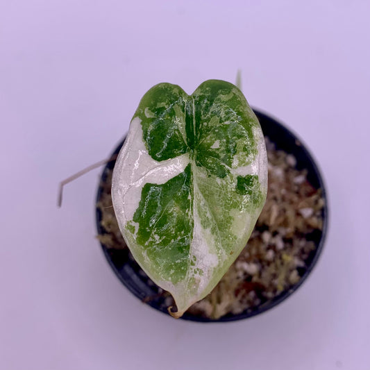 Alocasia Dragon Scale Albo Variegata