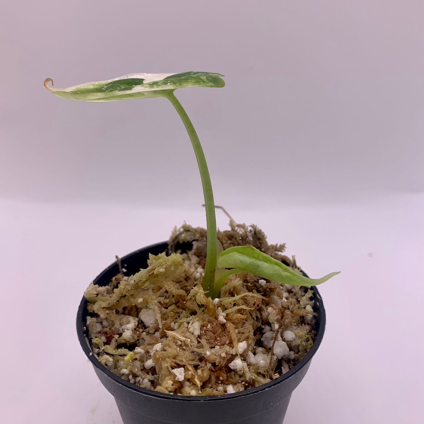 Alocasia Dragon Scale Albo Variegata