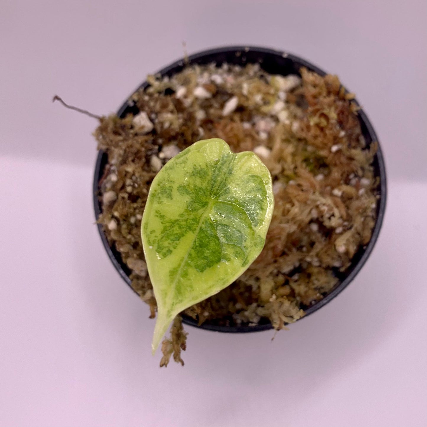 Alocasia Dragon Scale Aurea Variegata