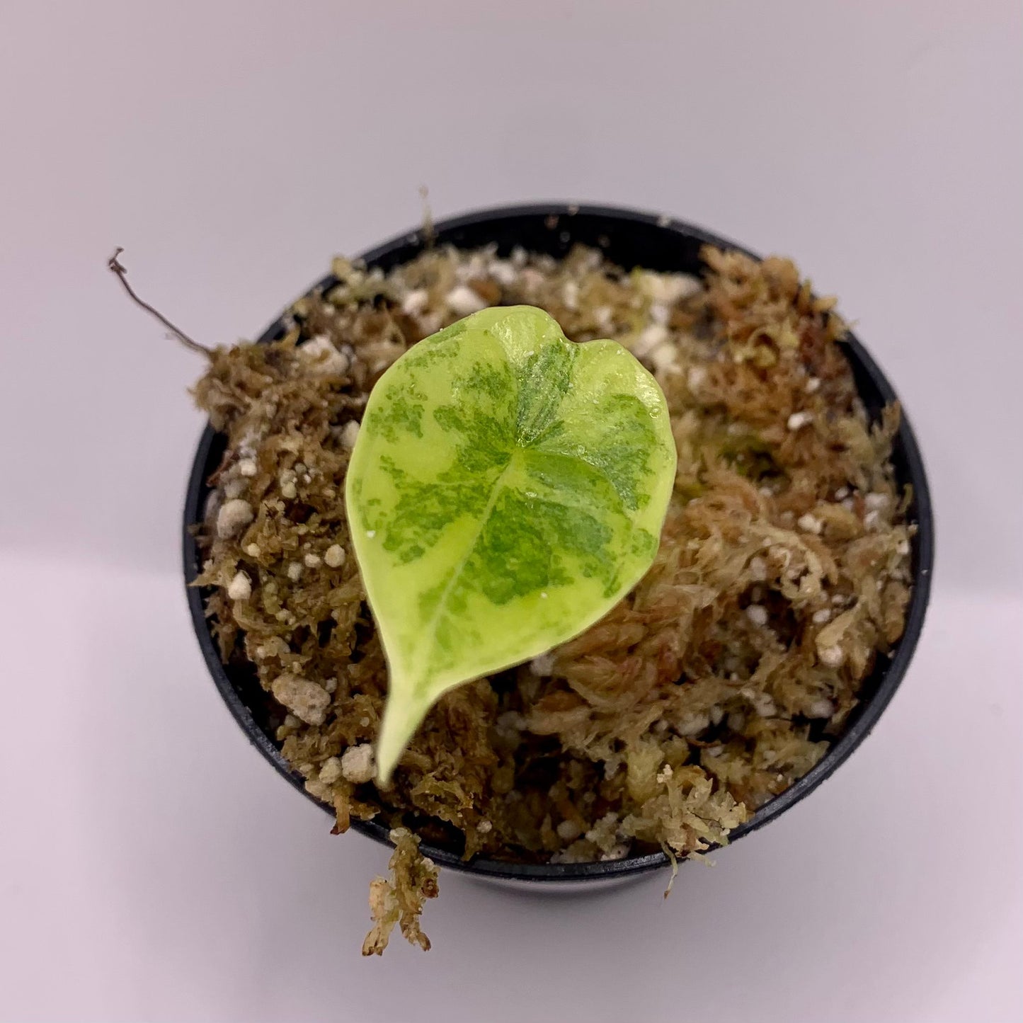 Alocasia Dragon Scale Aurea Variegata