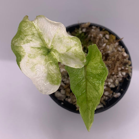 Alocasia Jacklyn Variegata