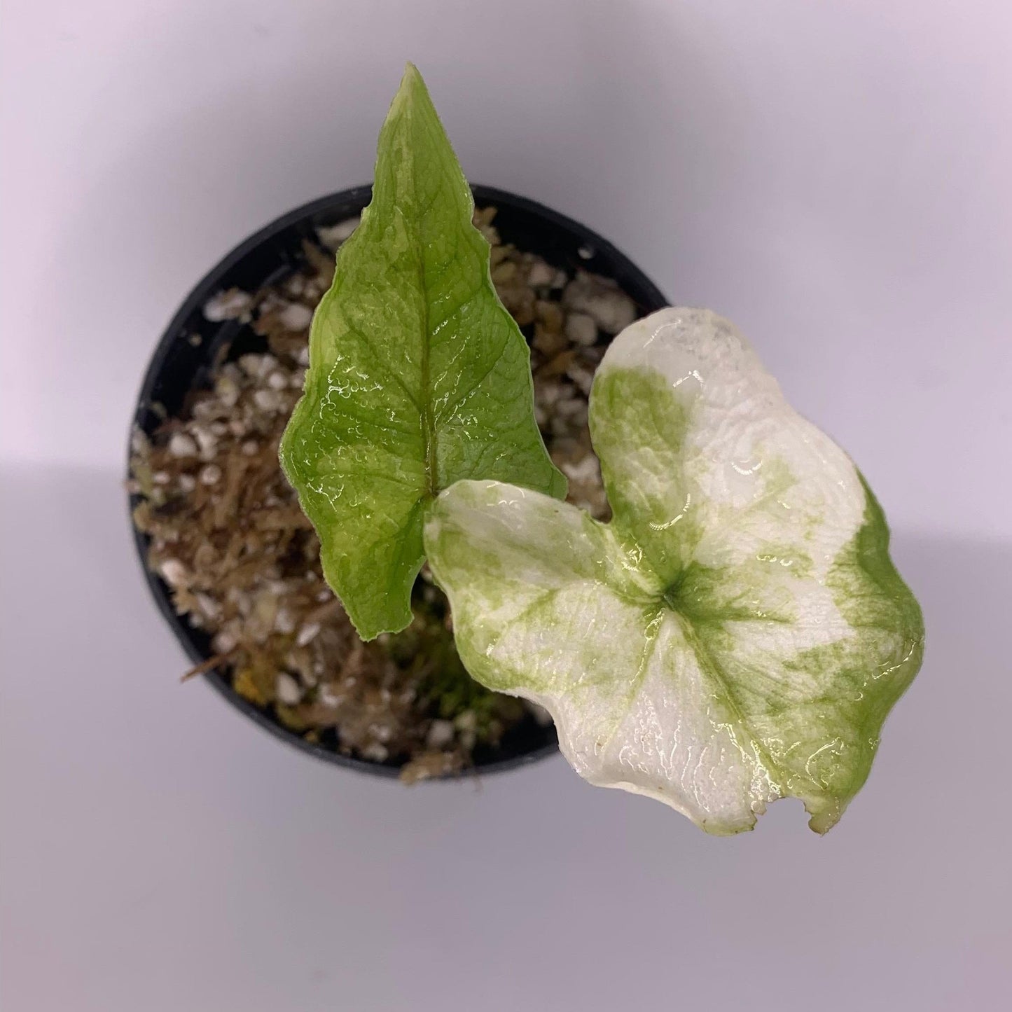 Alocasia Jacklyn Variegata