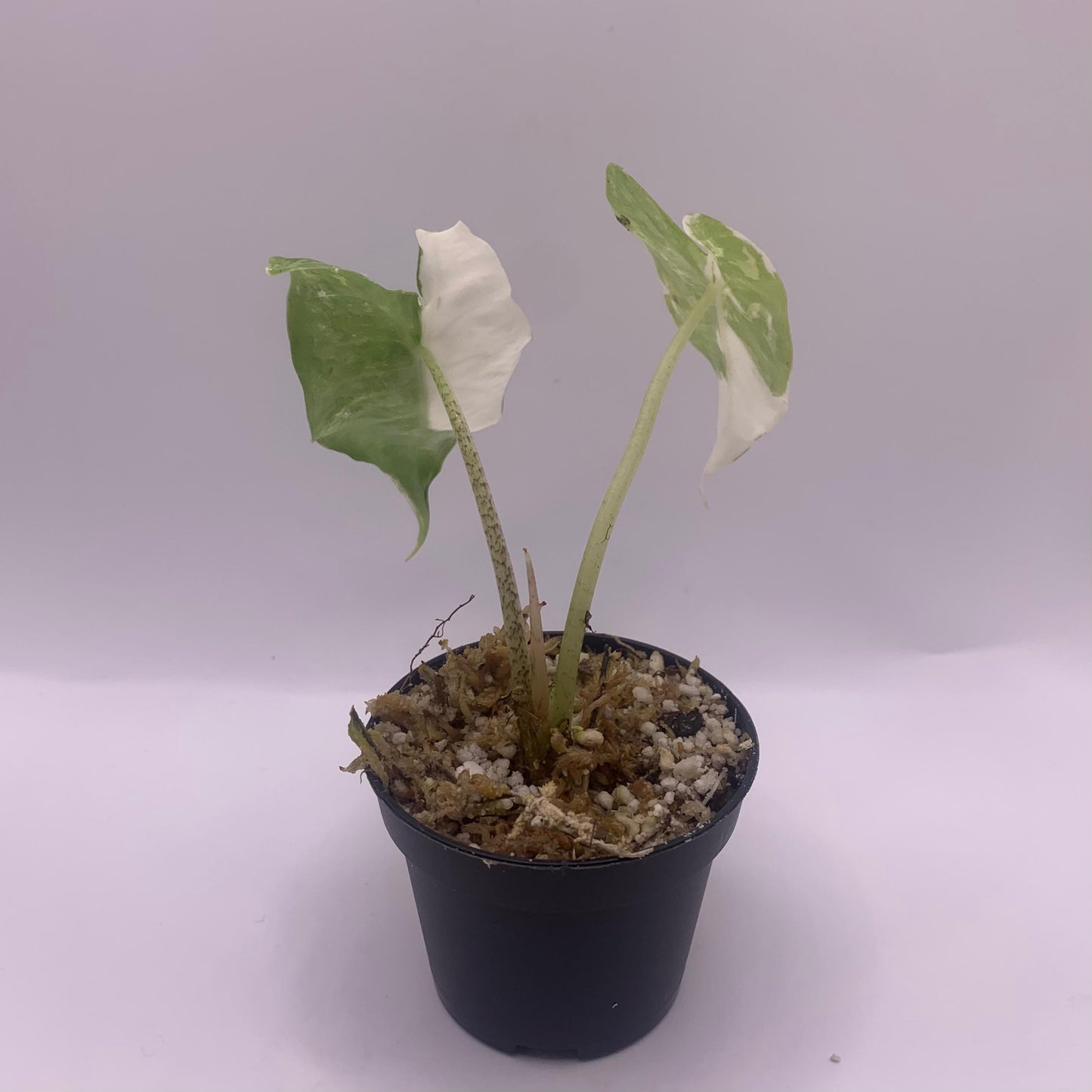 Alocasia Longiloba Albo Variegata