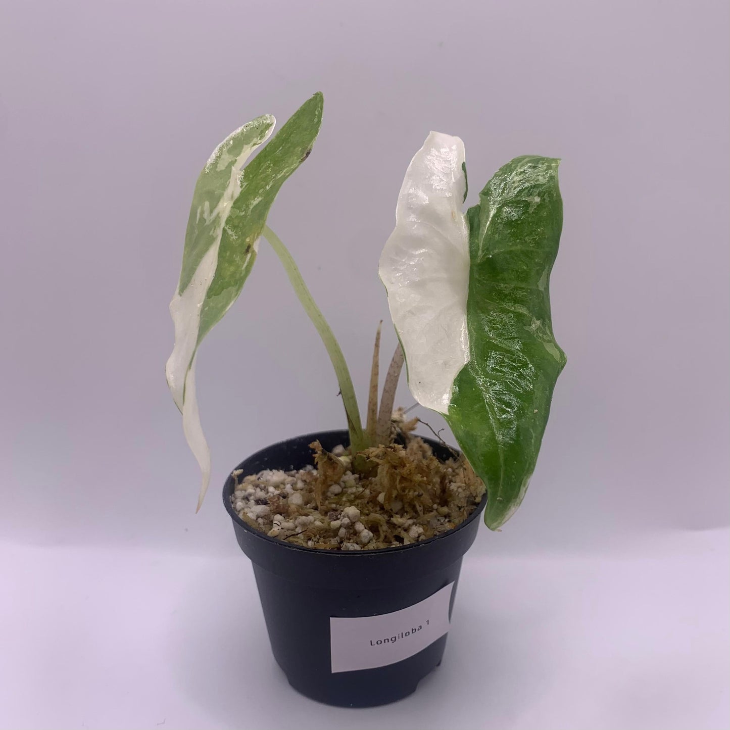 Alocasia Longiloba Albo Variegata