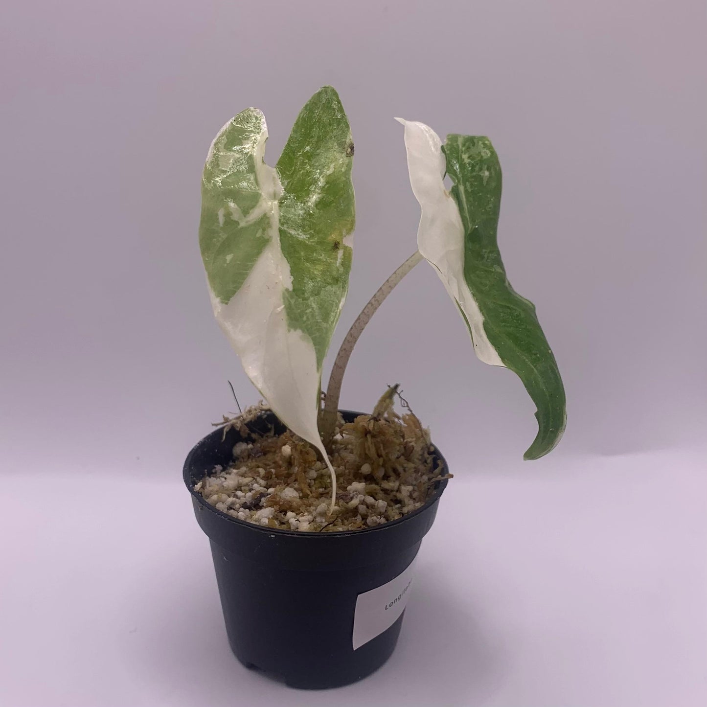 Alocasia Longiloba Albo Variegata