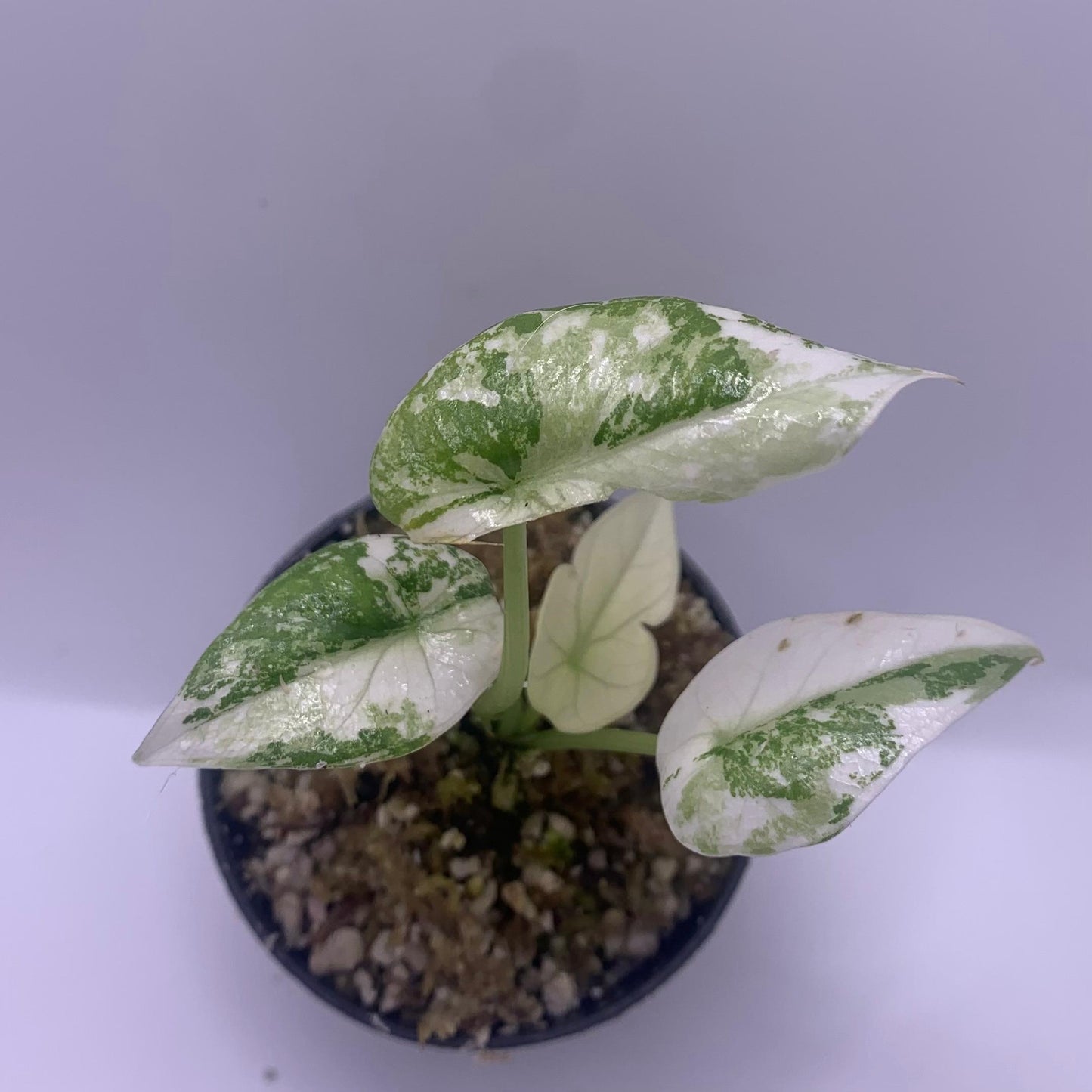 Alocasia Sinuata Albo Variegata