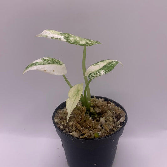 Alocasia Sinuata Albo Variegata