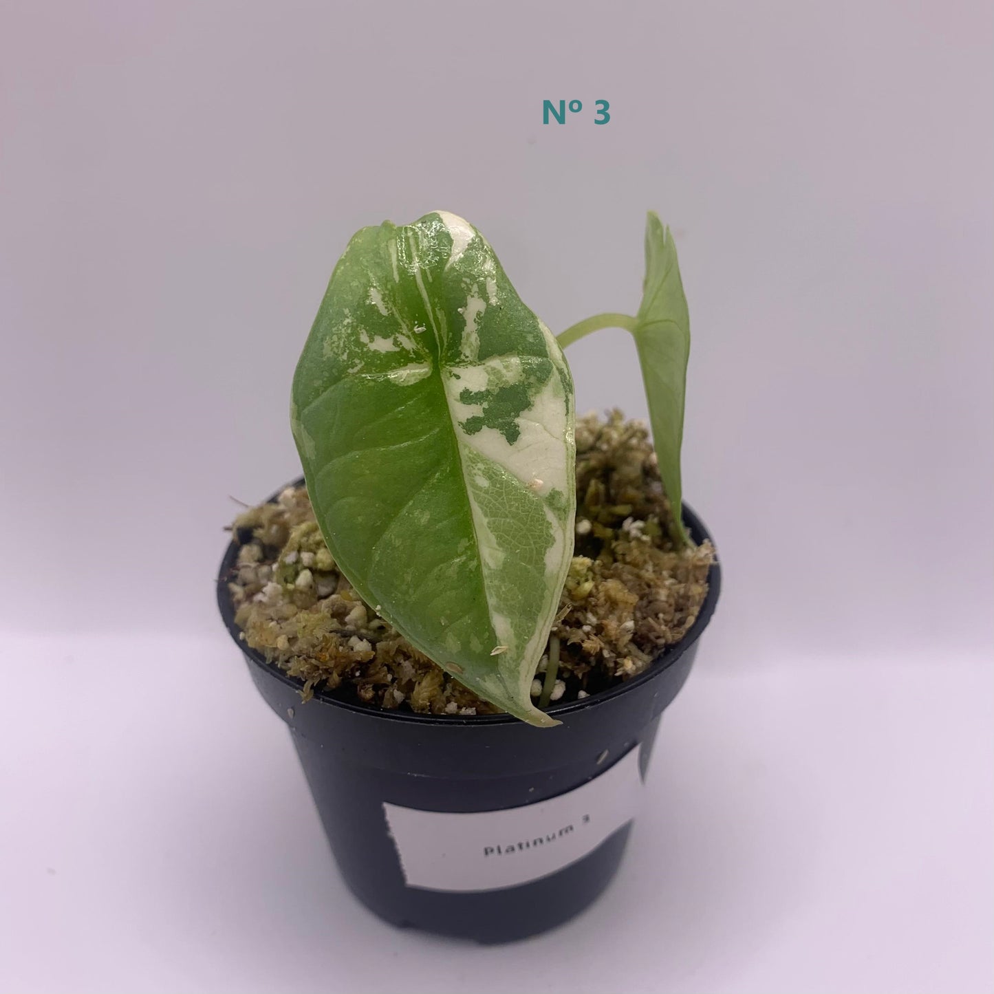 Alocasia Platinum Albo Variegata