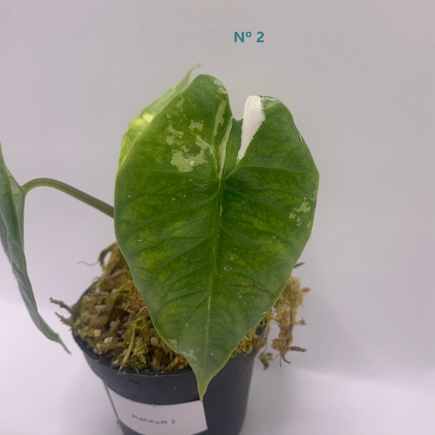 Alocasia Platinum Albo Variegata