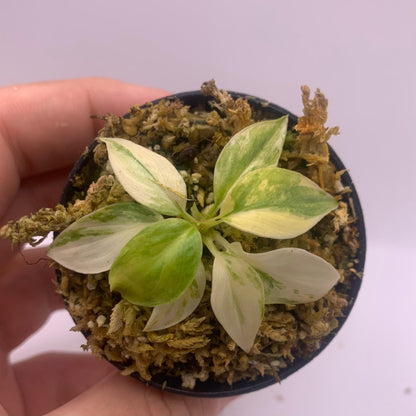 Homalomena Rubescens Tricolor Variegata