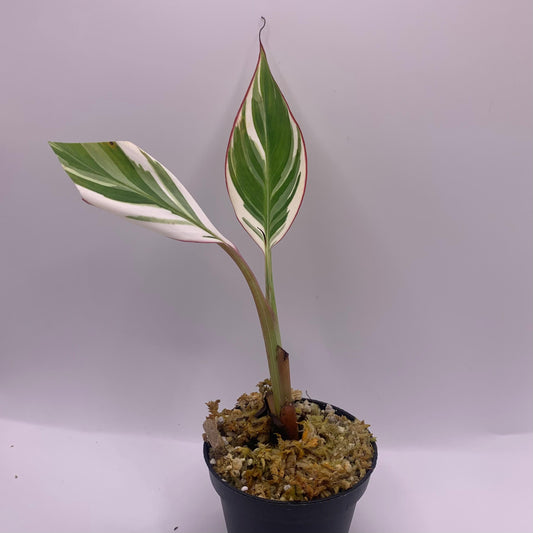 Musa Variegata