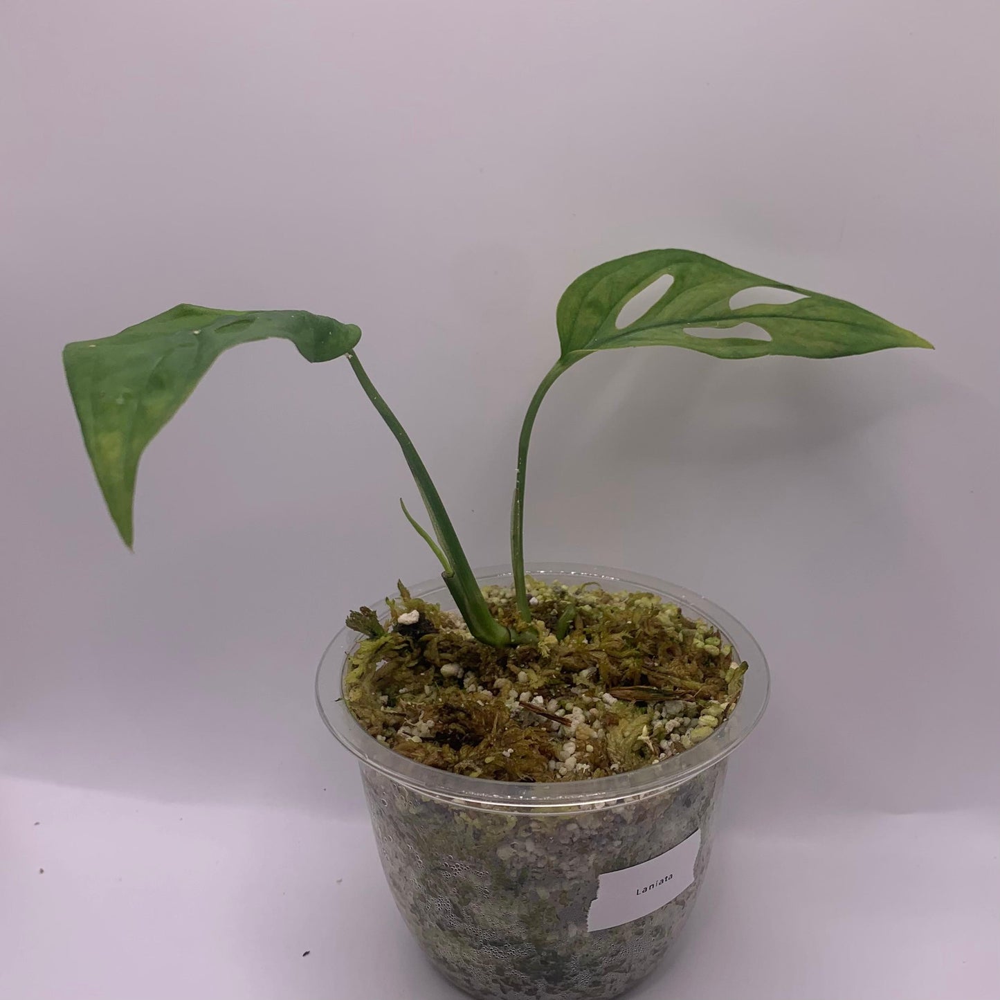 Monstera Laniata