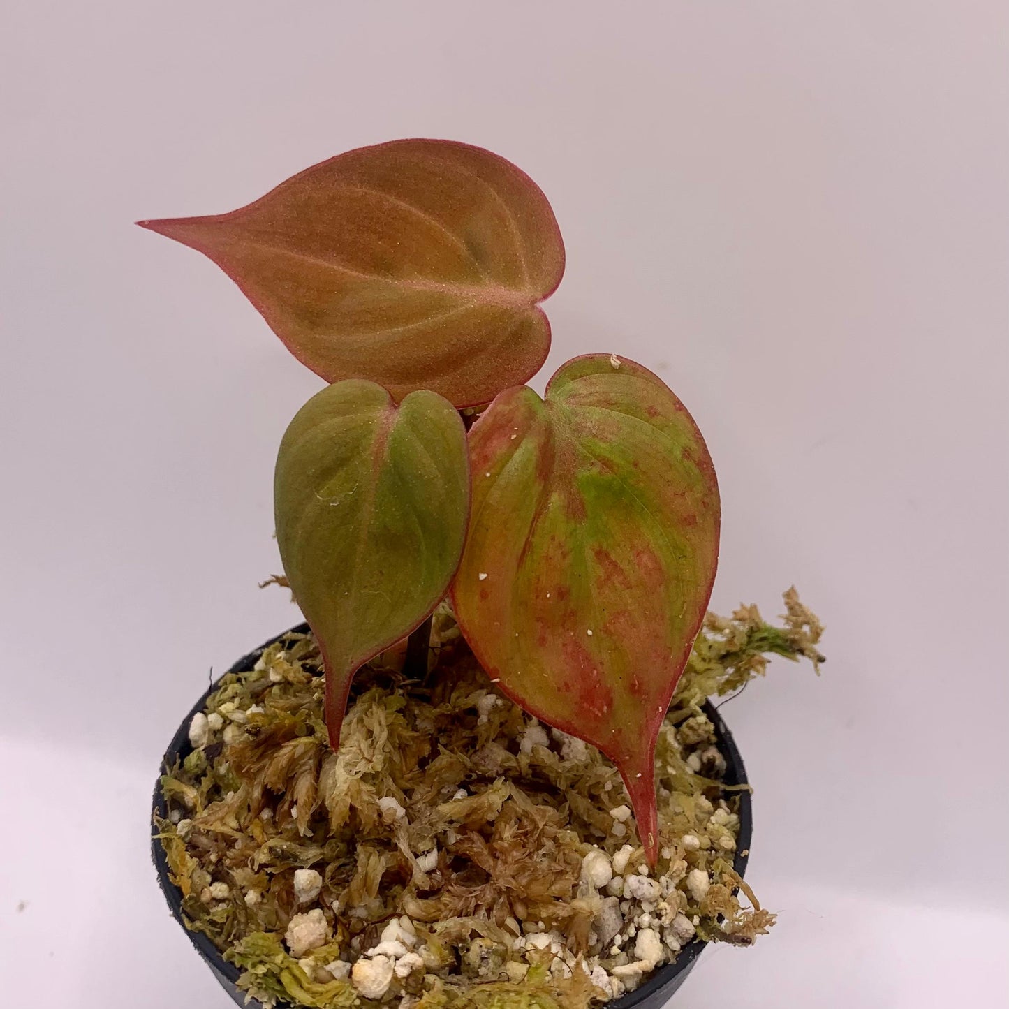 Philodendron Micans Pink Variegated