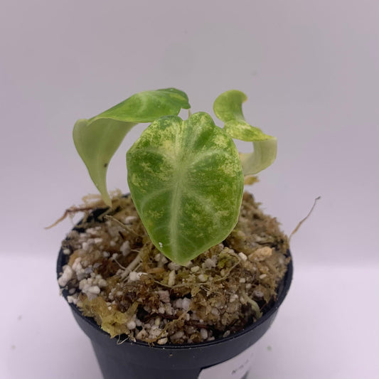 Alocasia Ninja Aurea Variegata