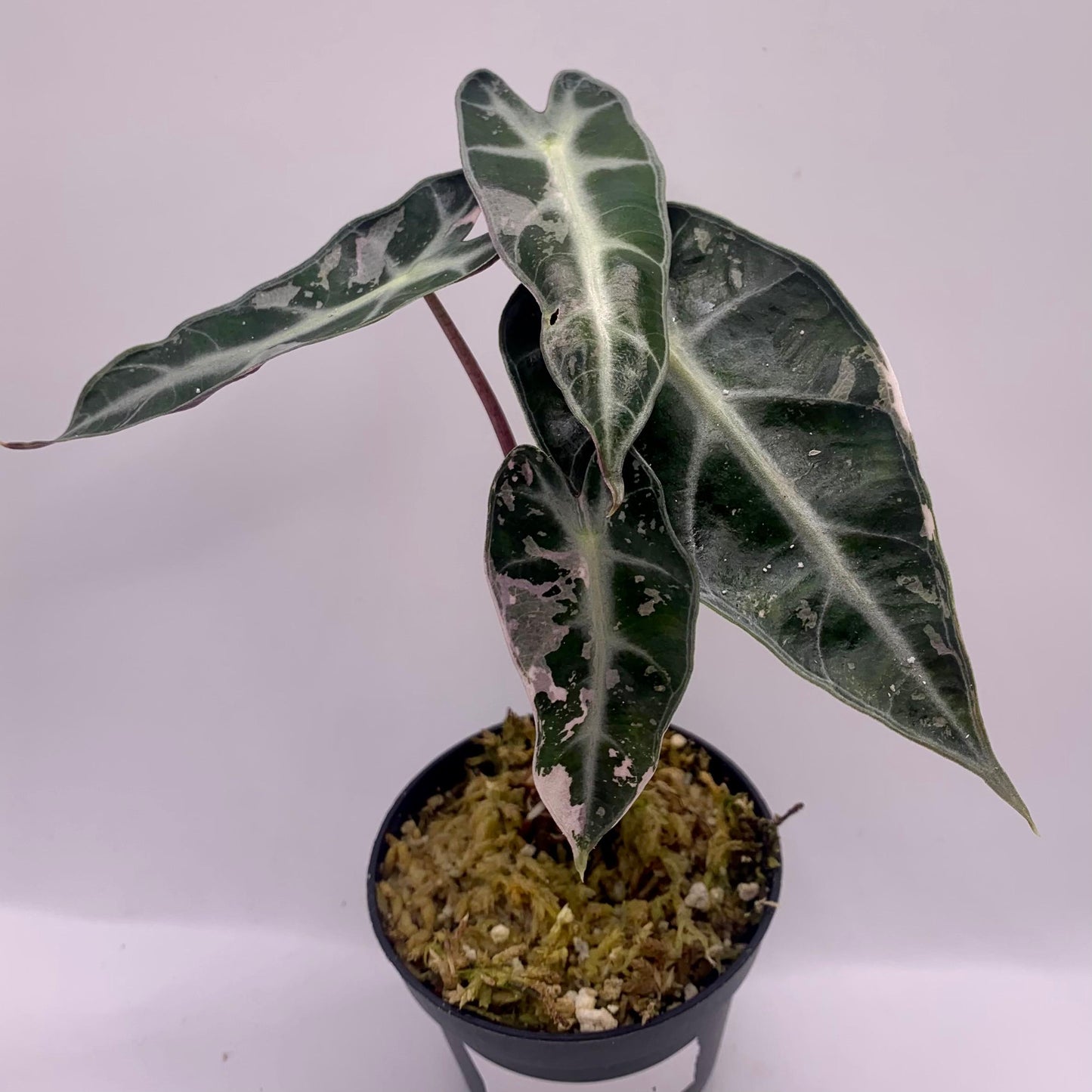 Alocasia Bambino Variegata - Albo/Pink