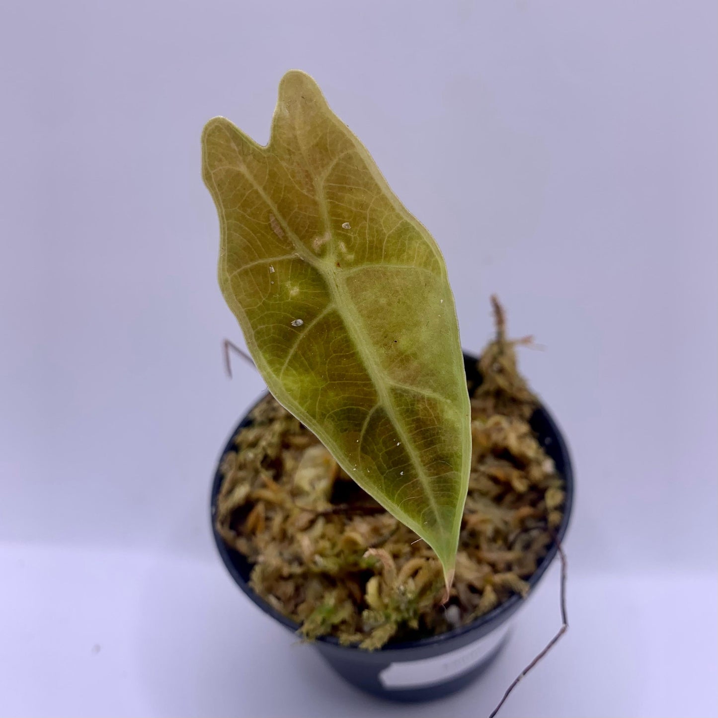 Alocasia Sanderiana Aurea Variegata