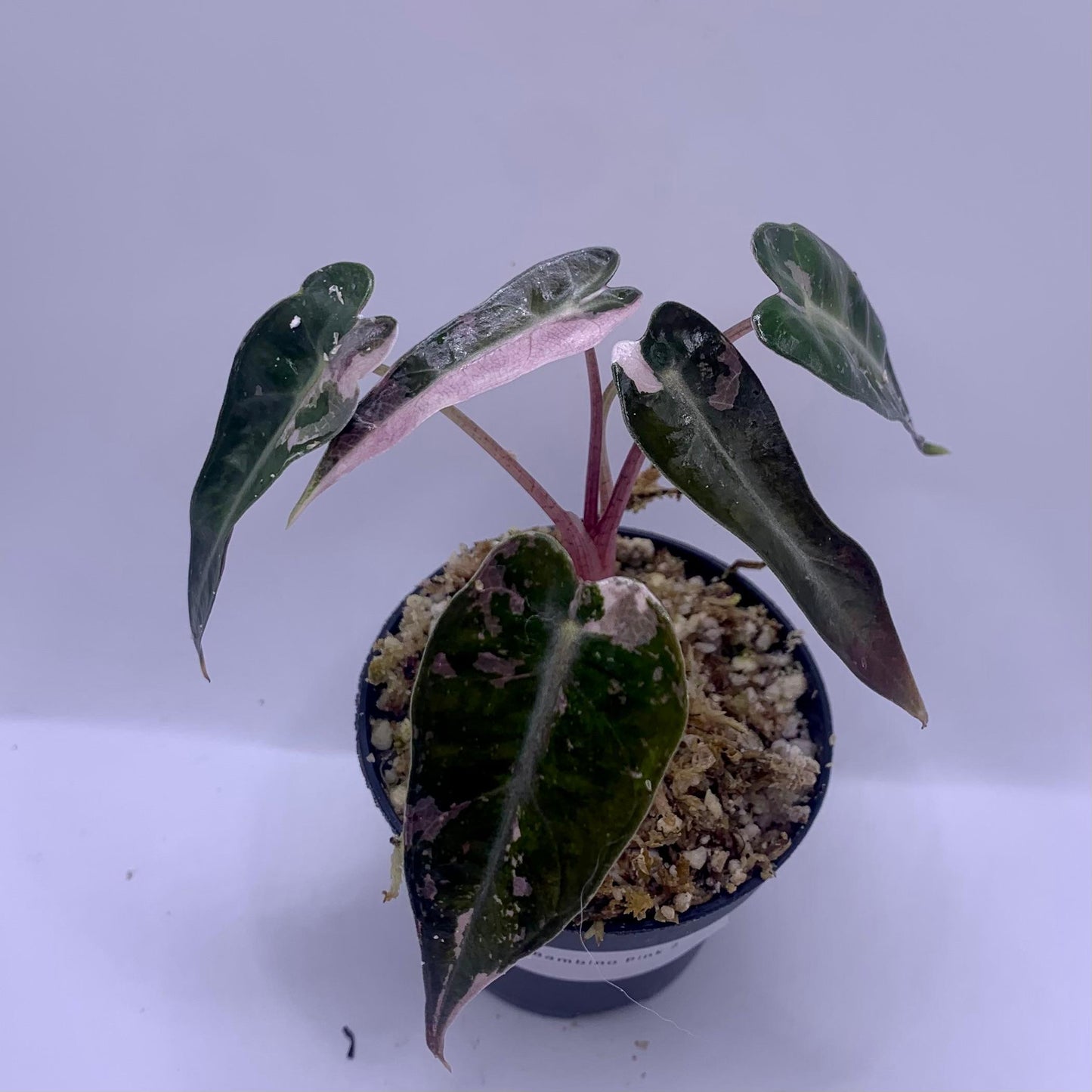 Alocasia Bambino Variegata - Albo/Pink