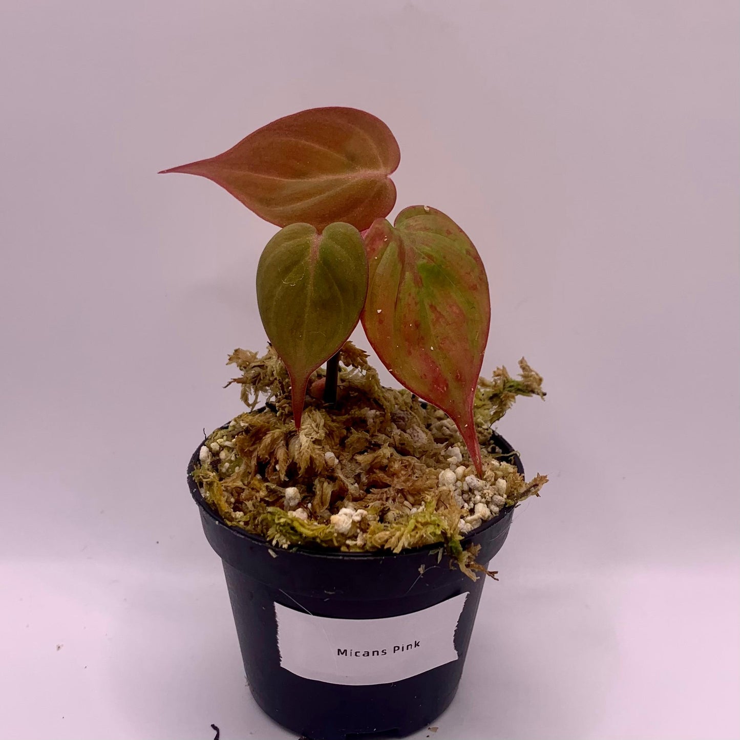 Philodendron Micans Pink Variegated