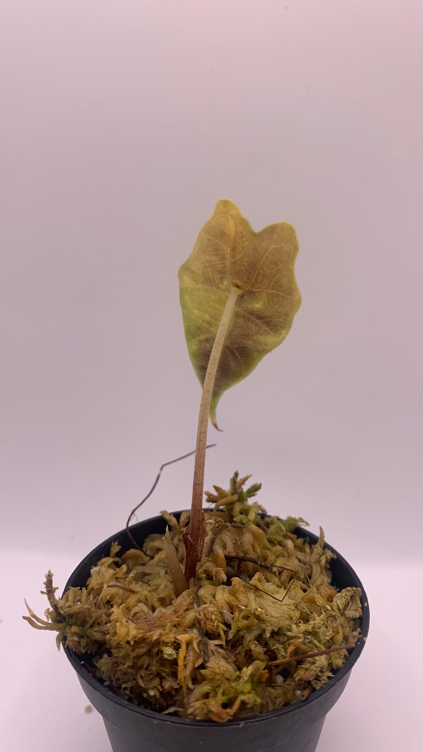 Alocasia Sanderiana Aurea Variegata