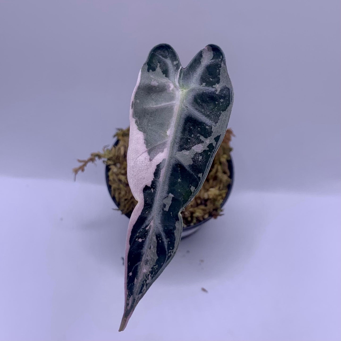 Alocasia Bambino Variegata - Albo/Pink