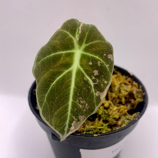 Alocasia Black Velvet - Albo/Pink Variegata