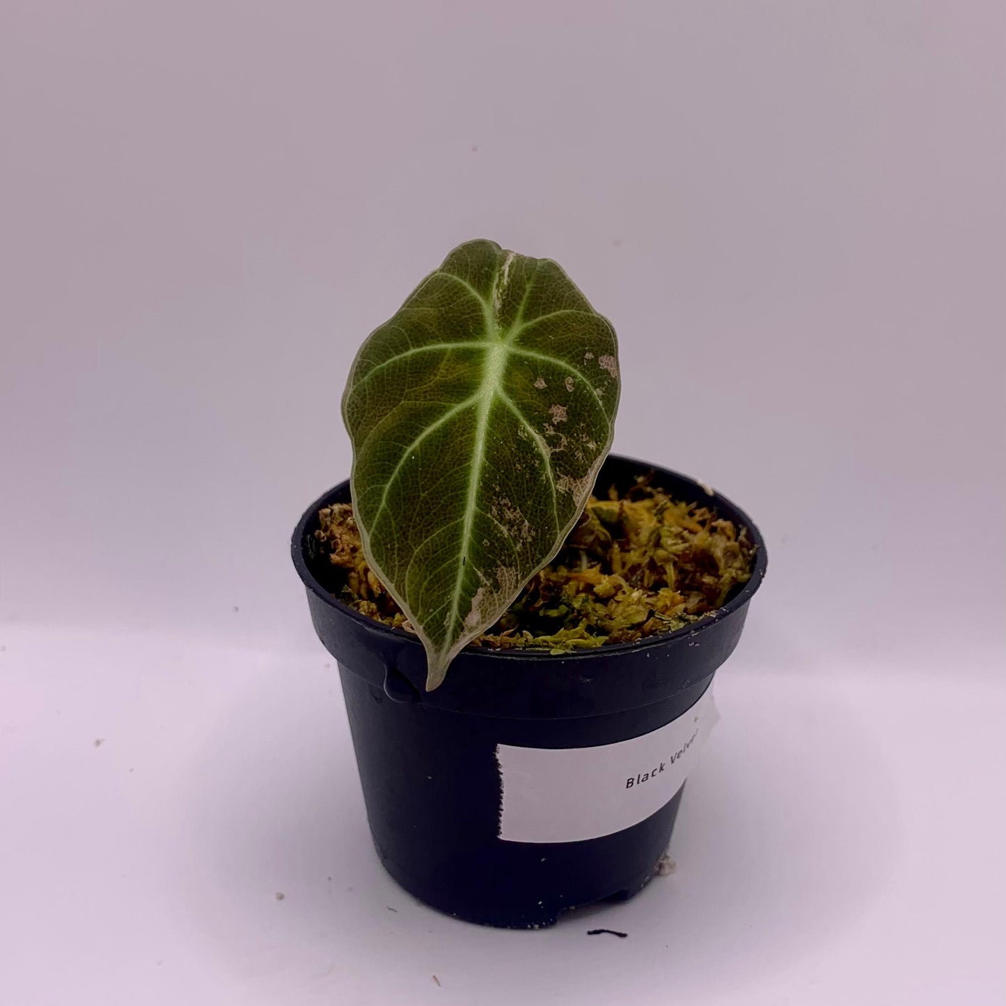 Alocasia Black Velvet - Albo/Pink Variegata