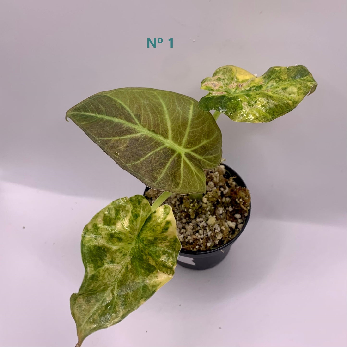 Alocasia Regal Shield Aurea Variegata